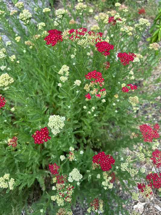 Honeycomb & Yarrow