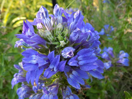 Blue Cardinal Flowers